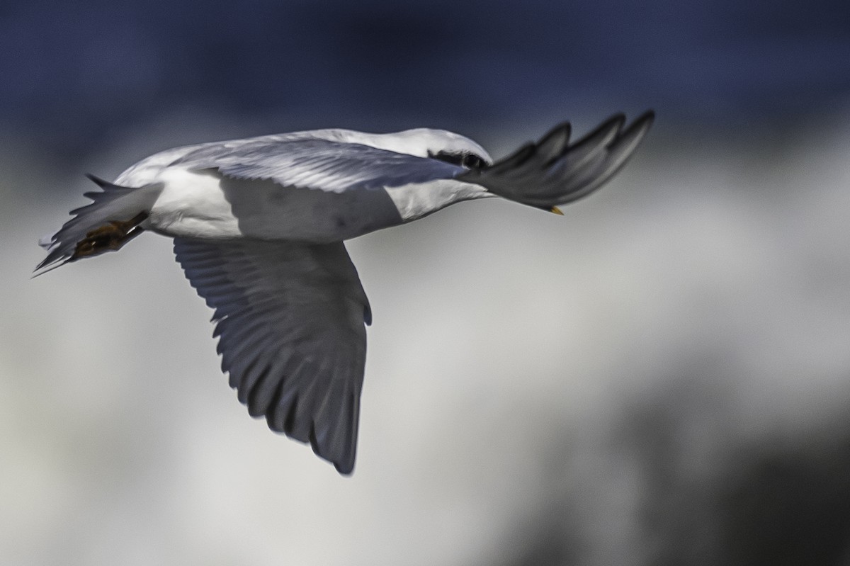 Snowy-crowned Tern - Amed Hernández