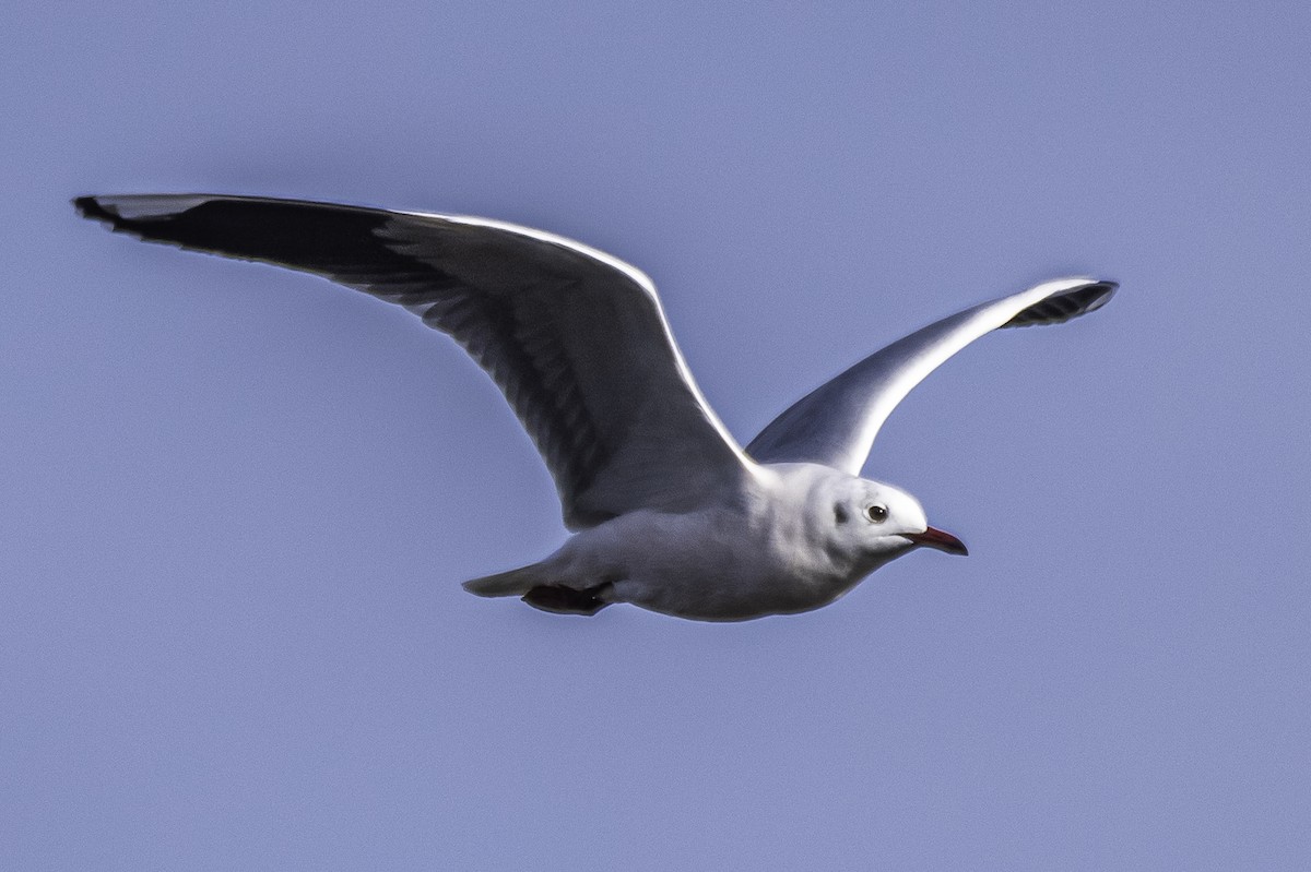Brown-hooded Gull - Amed Hernández