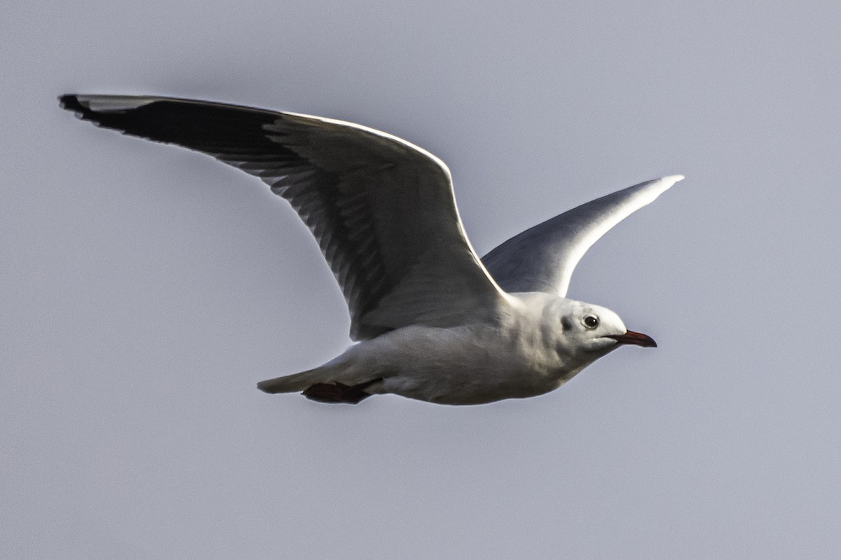 Brown-hooded Gull - Amed Hernández