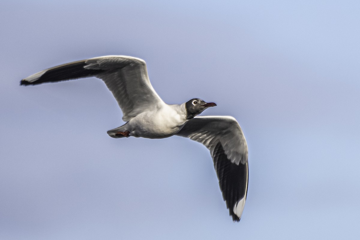 Brown-hooded Gull - Amed Hernández