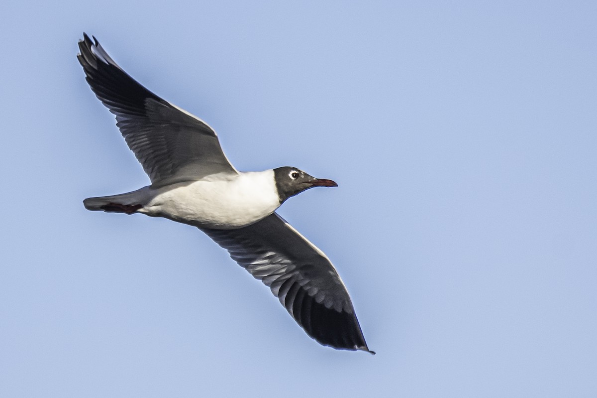 Brown-hooded Gull - ML350045091