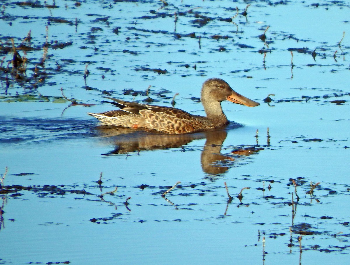 Northern Shoveler - Aimee LaBarr