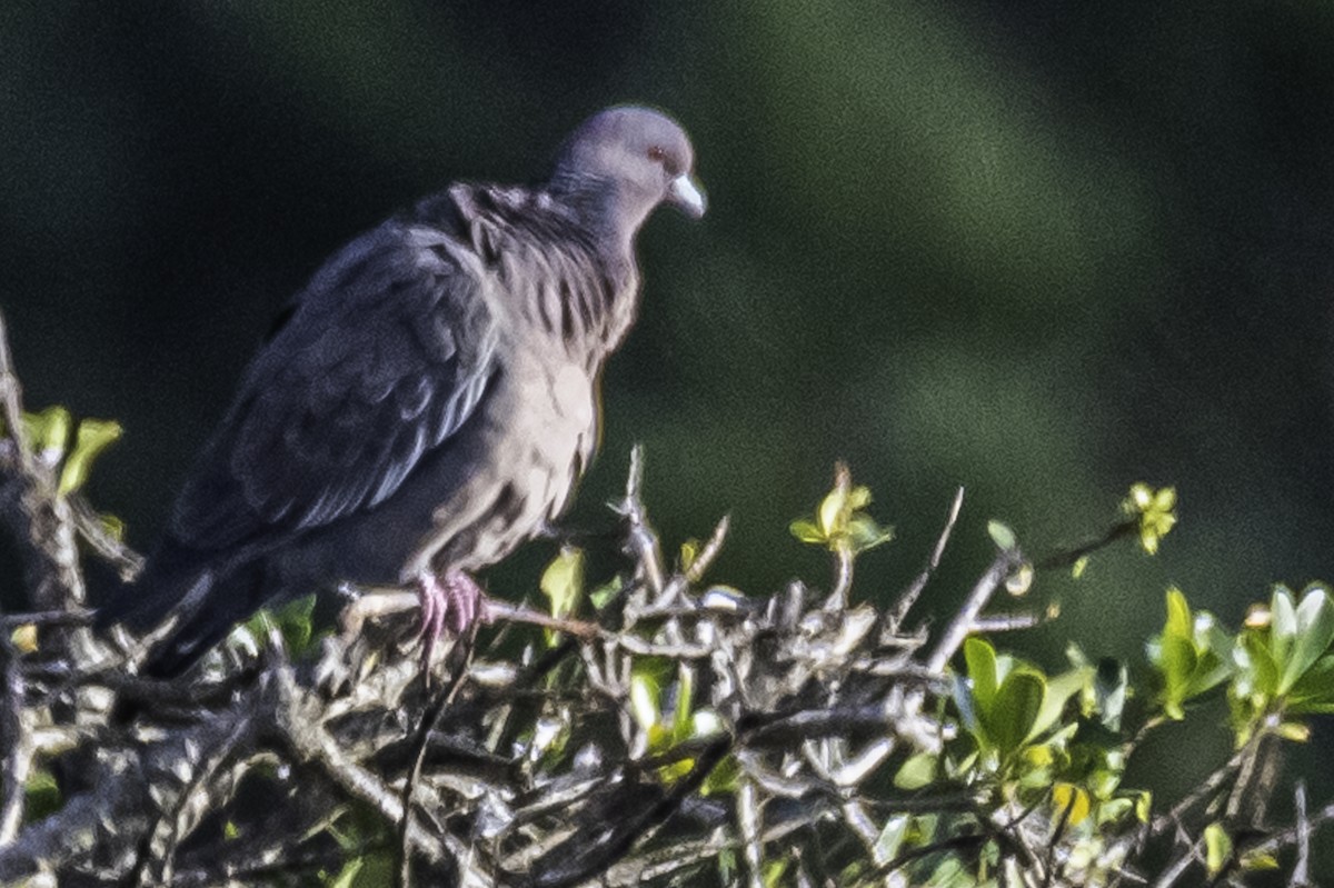 Pigeon picazuro - ML350045191