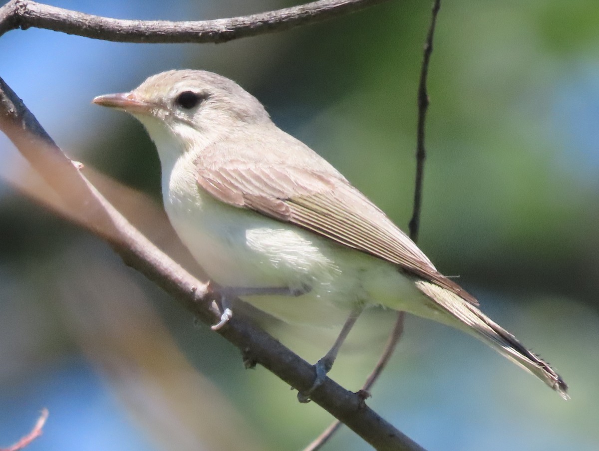 Warbling Vireo - ML350046211