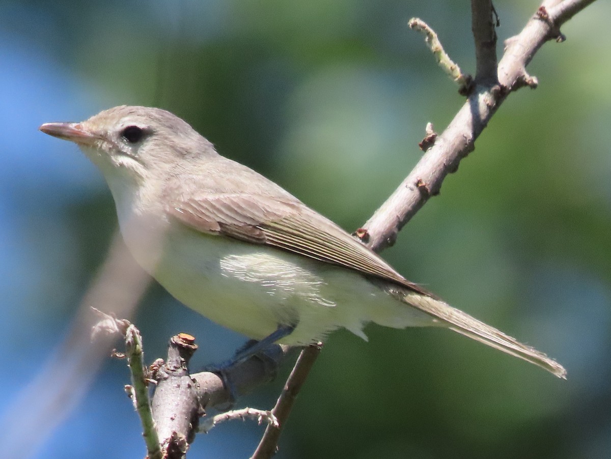 Warbling Vireo - ML350046251