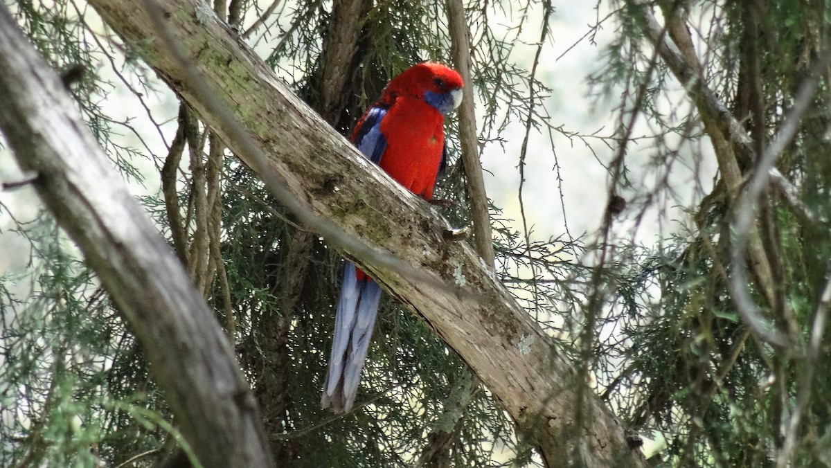 Crimson Rosella - ML350046431