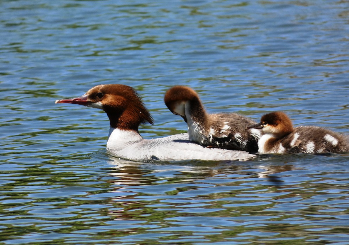 Common Merganser - John Gustafson