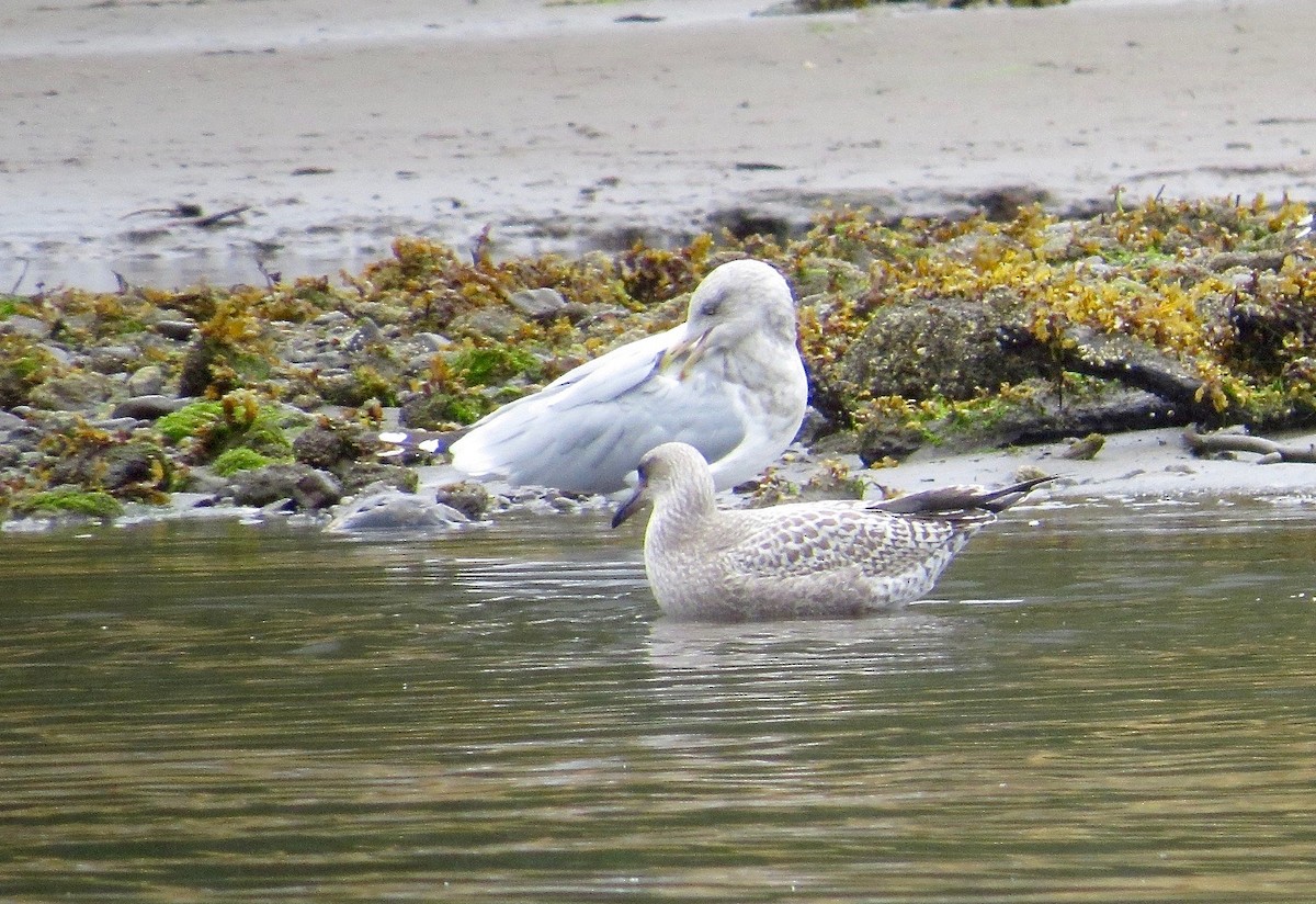 Herring x Glaucous-winged Gull (hybrid) - ML35004651