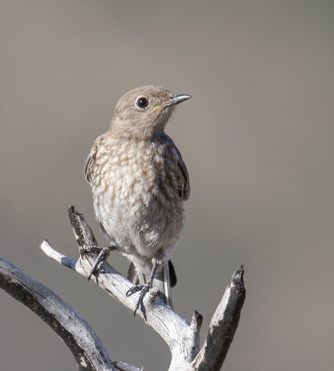 Western Bluebird - ML350048031