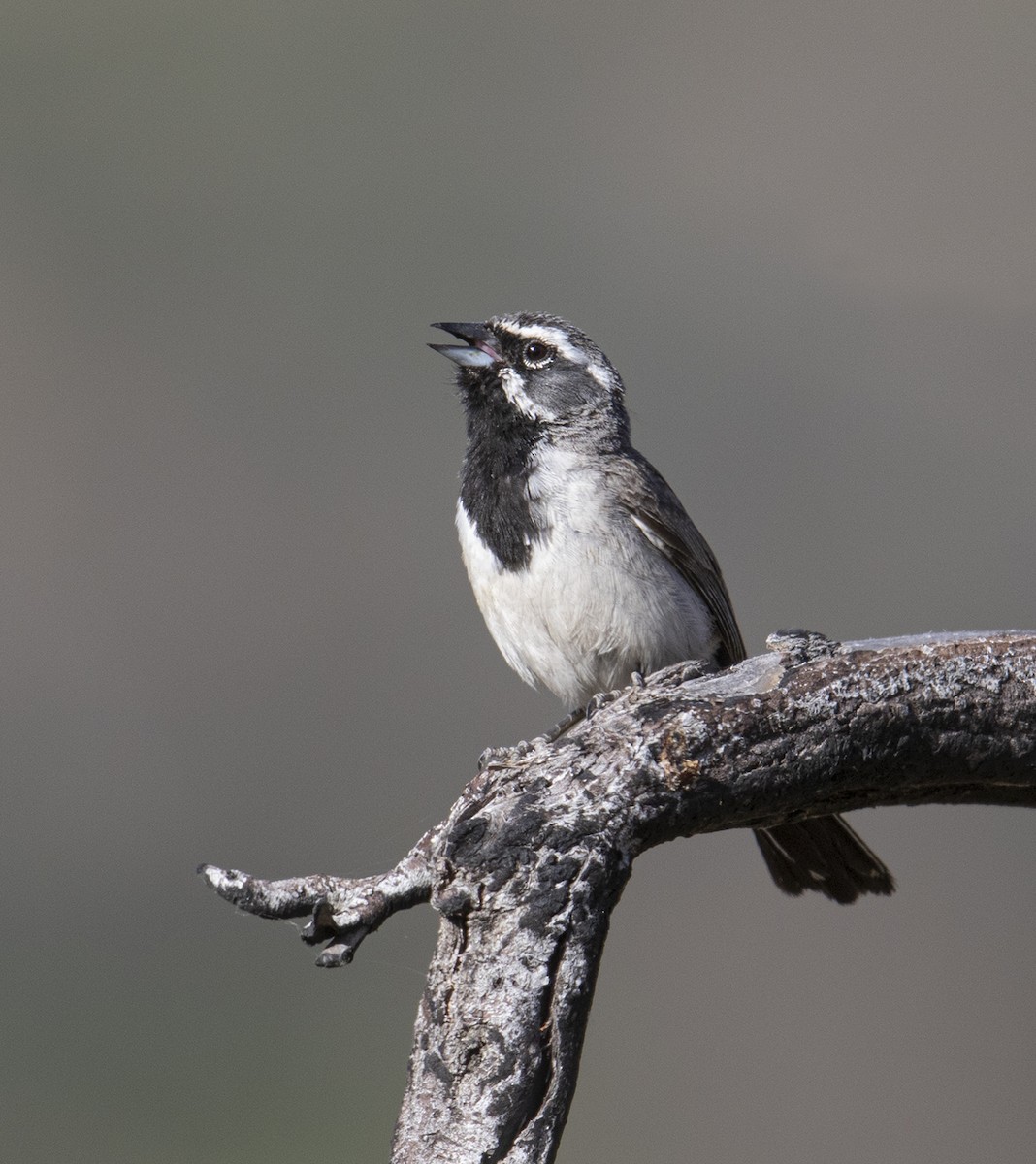 Black-throated Sparrow - ML350048111
