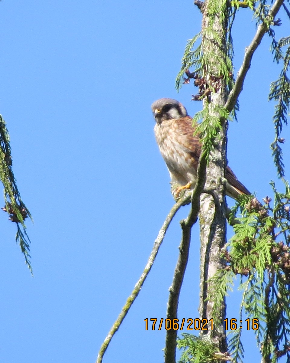 American Kestrel - Gary Bletsch