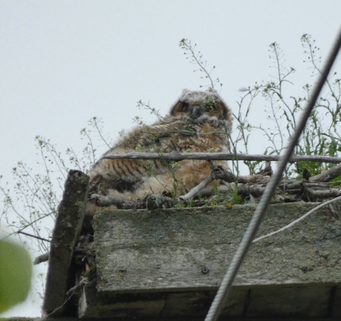 Great Horned Owl - ML350051531