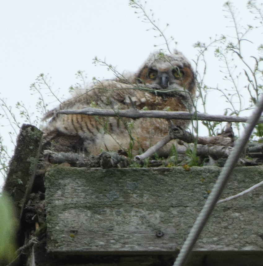 Great Horned Owl - ML350051641