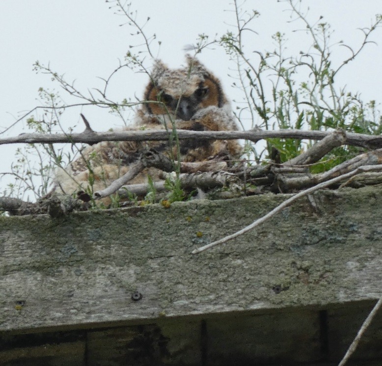 Great Horned Owl - ML350051711