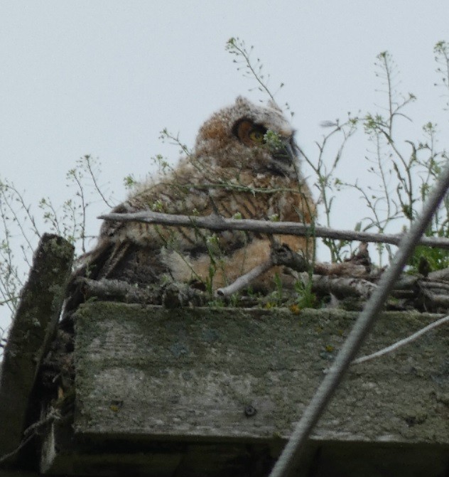 Great Horned Owl - ML350051771