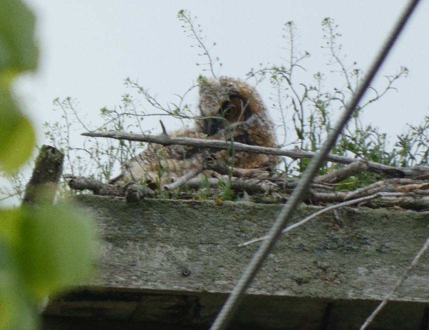 Great Horned Owl - ML350051781