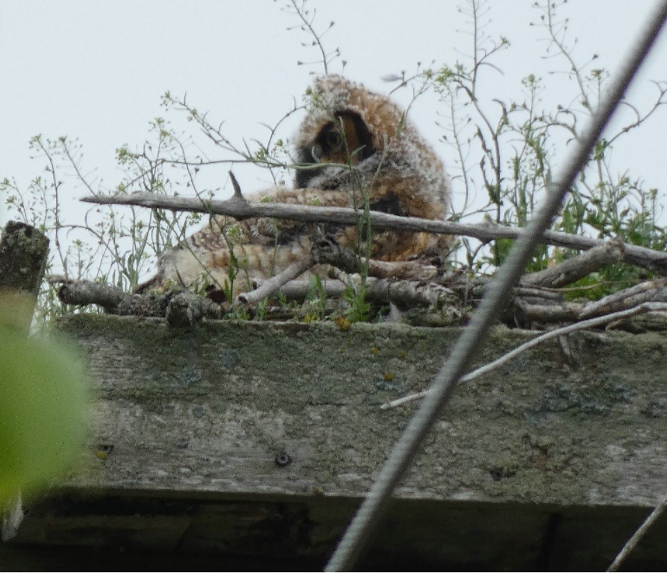 Great Horned Owl - ML350051811