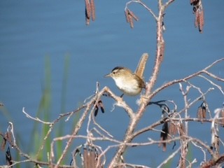 Marsh Wren - ML350053101