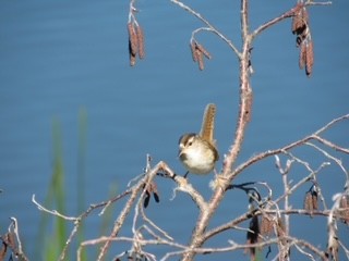 Marsh Wren - ML350053171