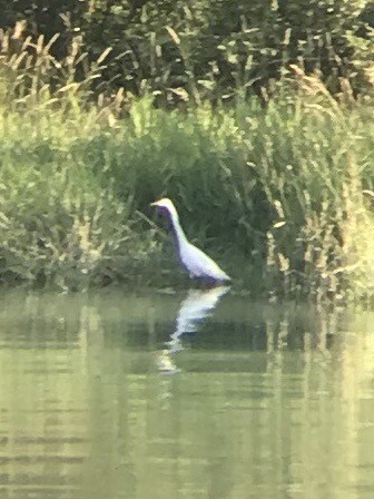 Airone bianco maggiore - ML350053291