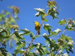 Yellow Warbler - Leo & Melissa Bachand