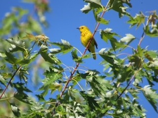 Yellow Warbler - ML350053421