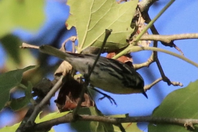 Yellow-throated Warbler - ML350053471