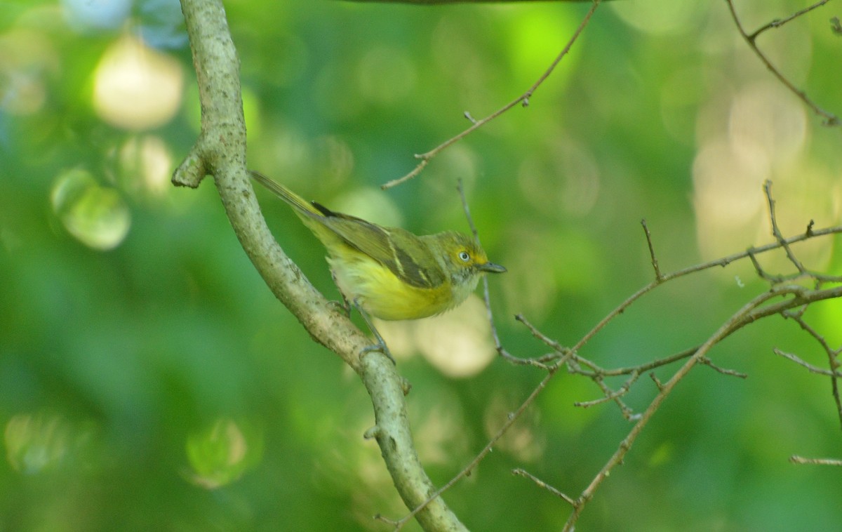 White-eyed Vireo - ML350054051