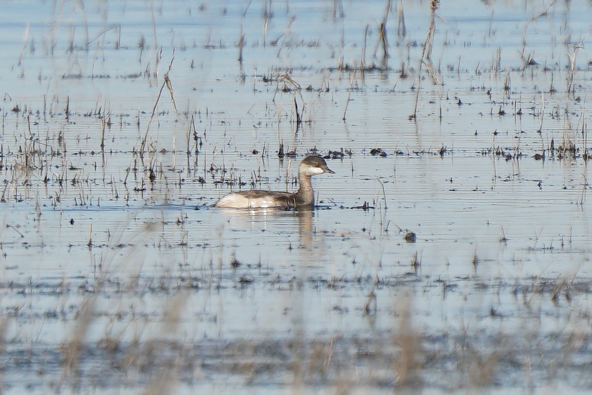 Eared Grebe - ML350054321