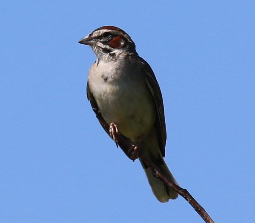 Lark Sparrow - Karin Pelton