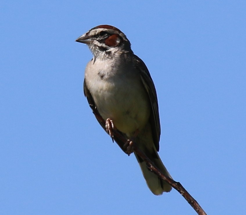 Bruant à joues marron - ML350056661