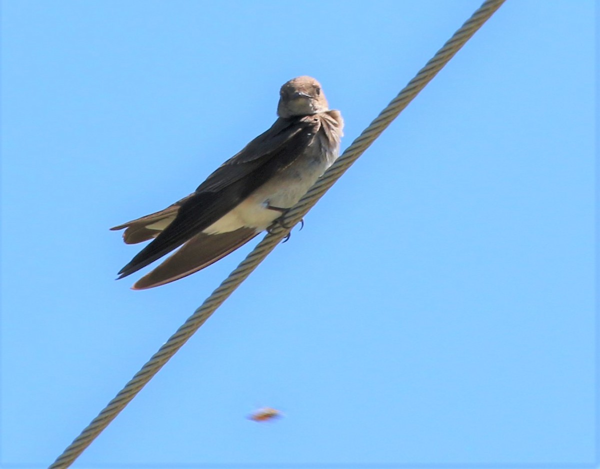 Northern Rough-winged Swallow - Karin Pelton