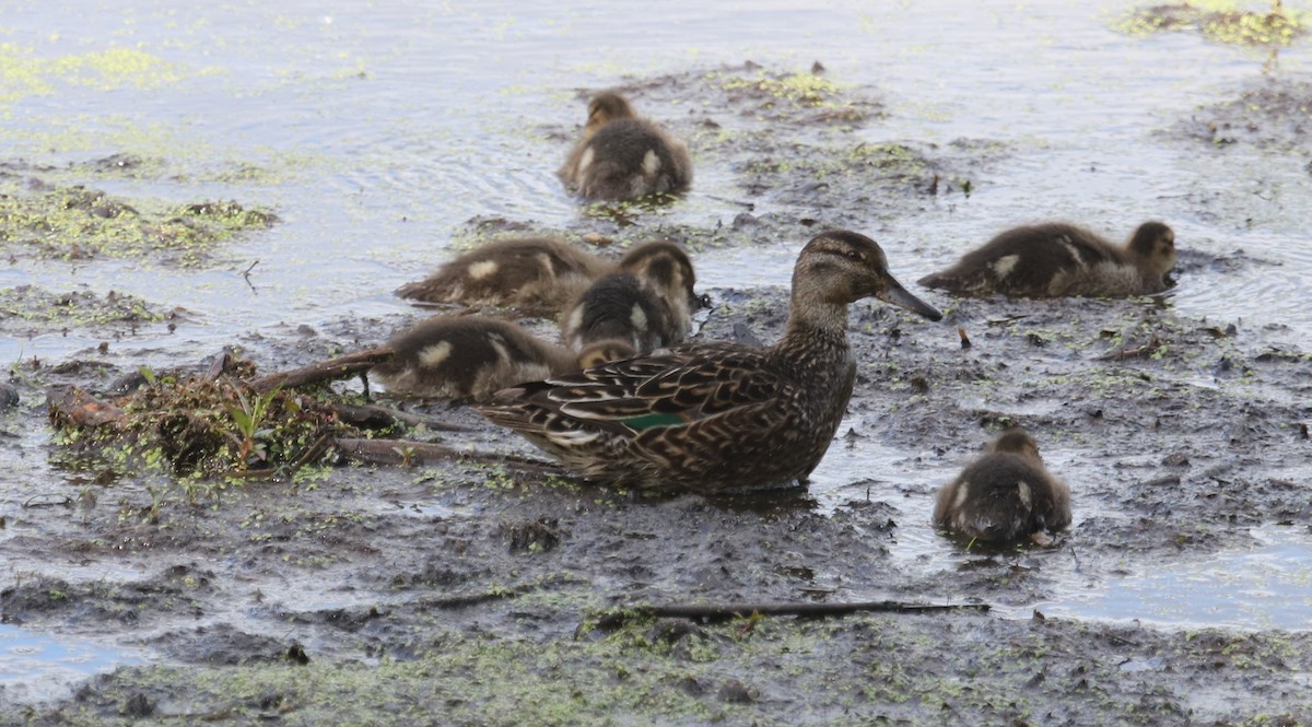 Green-winged Teal - ML350061631