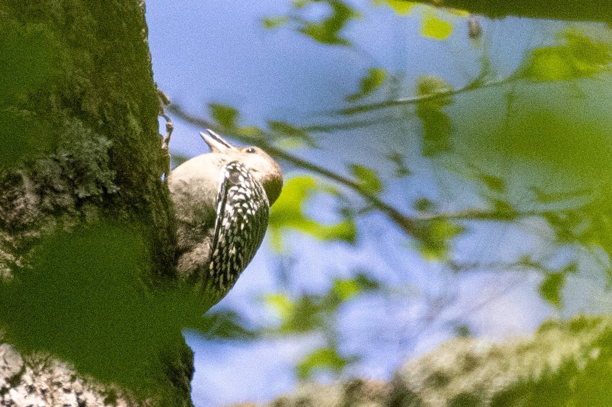 Red-bellied Woodpecker - ML350062411