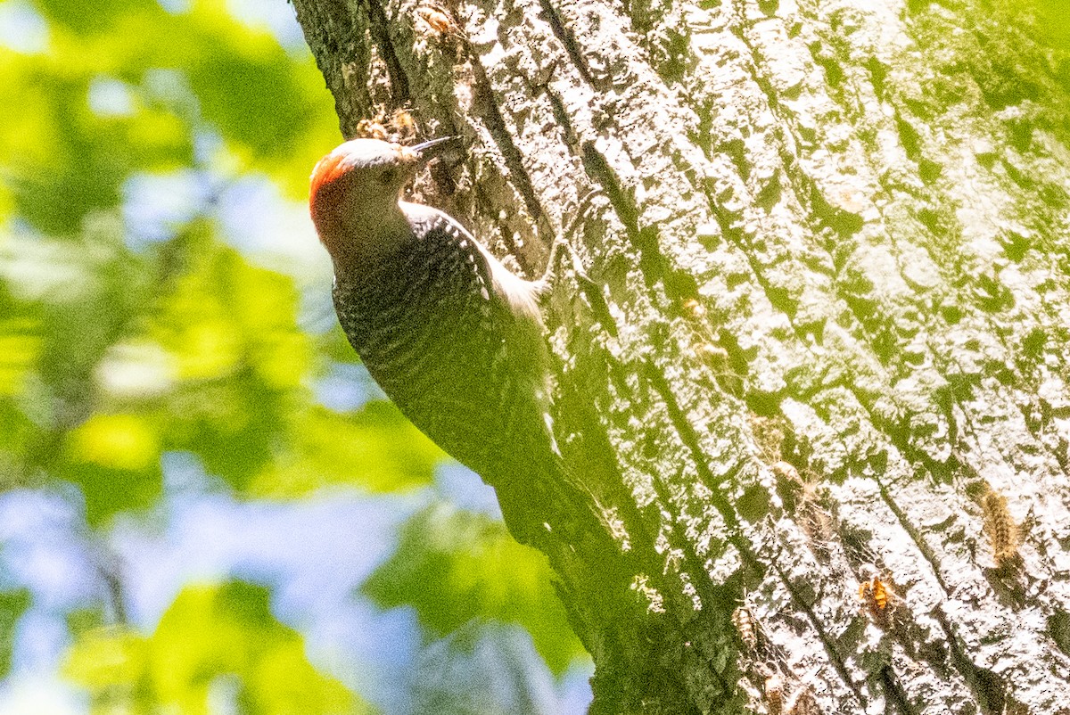 Red-bellied Woodpecker - ML350062421