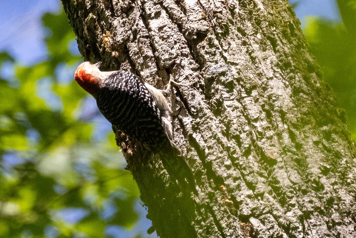 Red-bellied Woodpecker - ML350062431