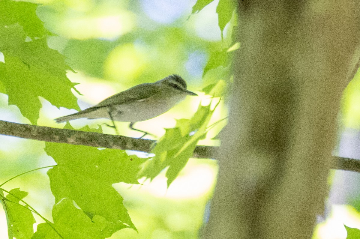 Red-eyed Vireo - ML350062461