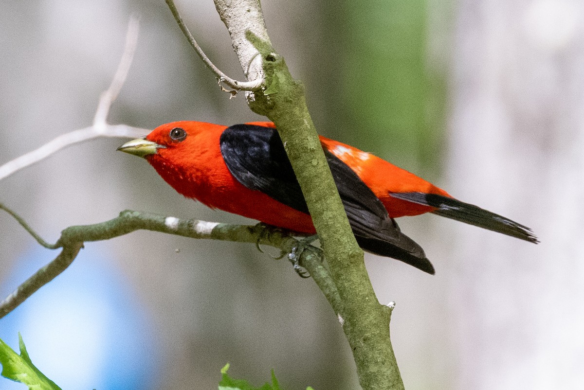 Scarlet Tanager - ML350062491