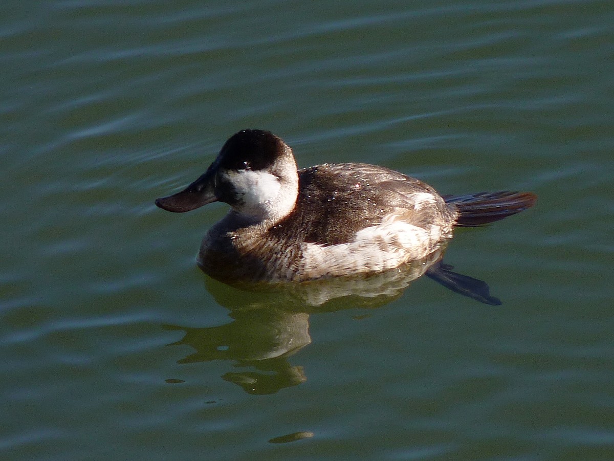 Ruddy Duck - ML35006301