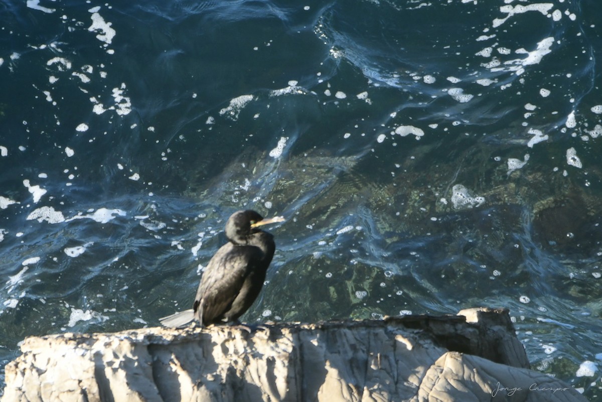 European Shag - Jorge Crespo Pérez