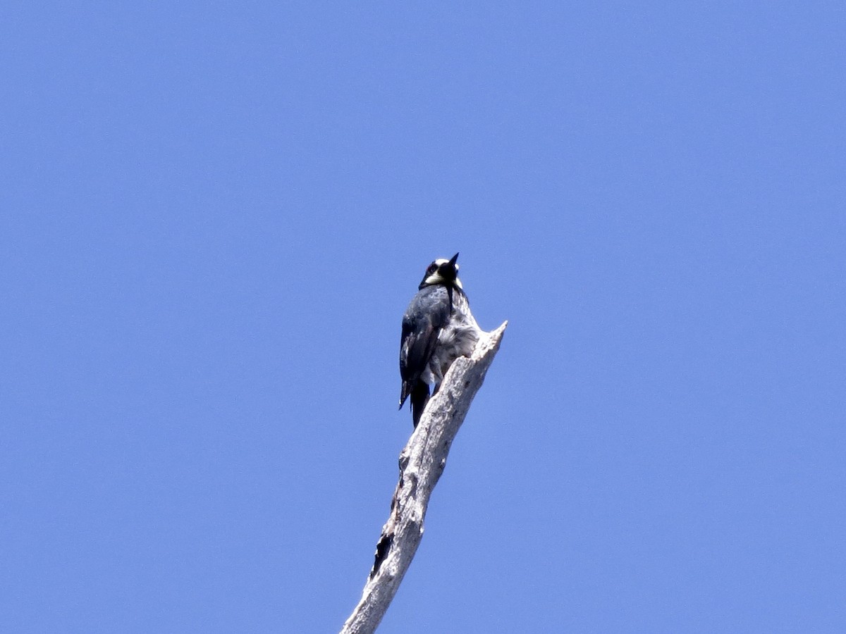 Acorn Woodpecker - Norka Saldana