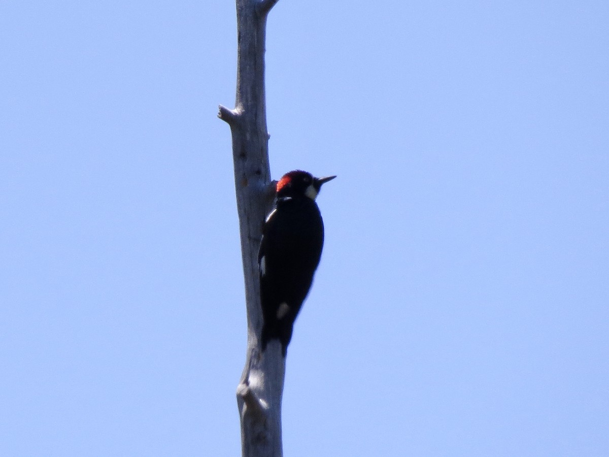 Acorn Woodpecker - Norka Saldana