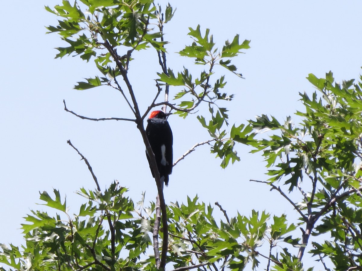 Acorn Woodpecker - Norka Saldana