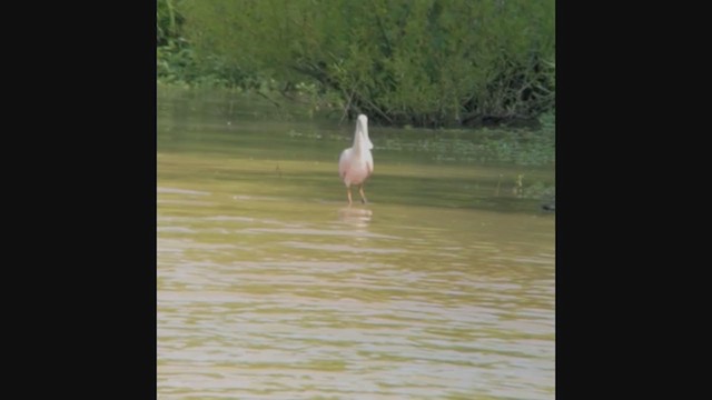 Roseate Spoonbill - ML350066601