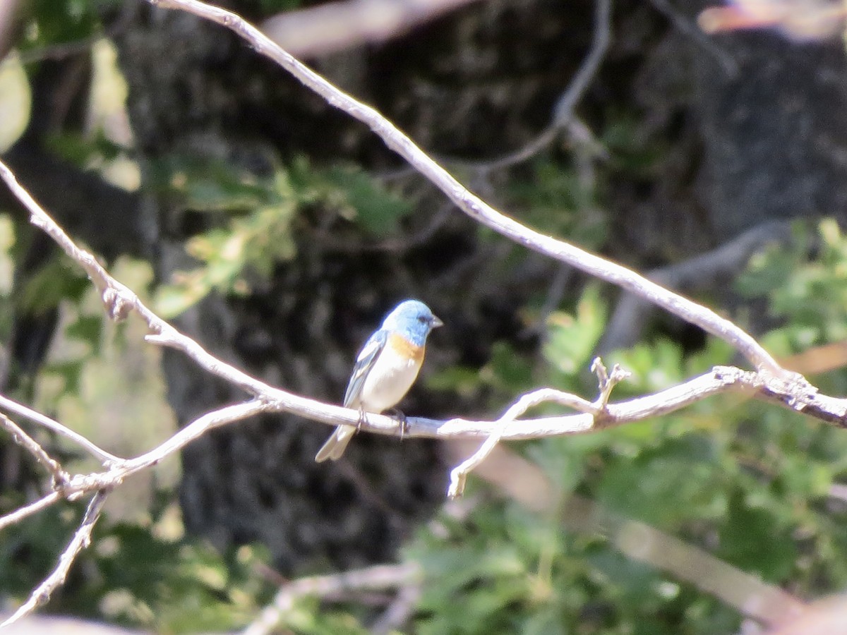 Lazuli Bunting - Norka Saldana