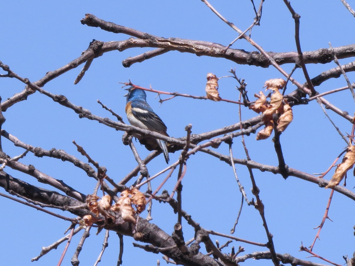 Lazuli Bunting - Norka Saldana