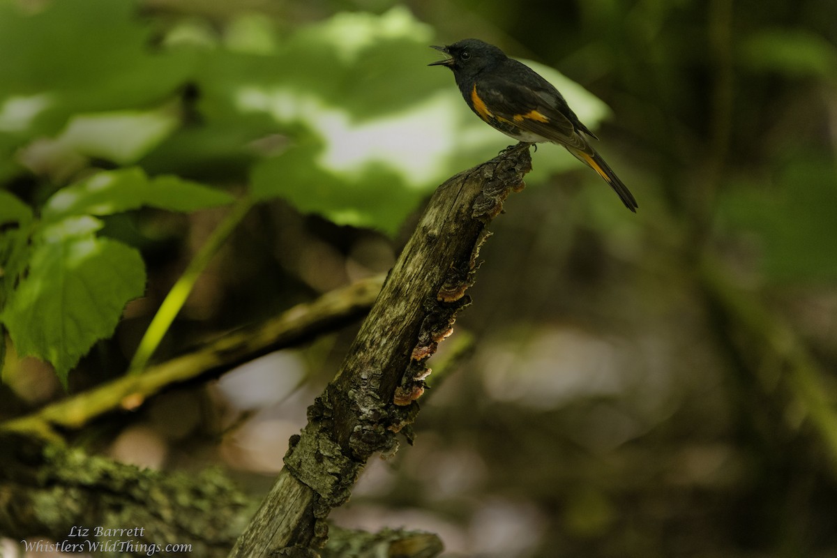 American Redstart - Liz Barrett