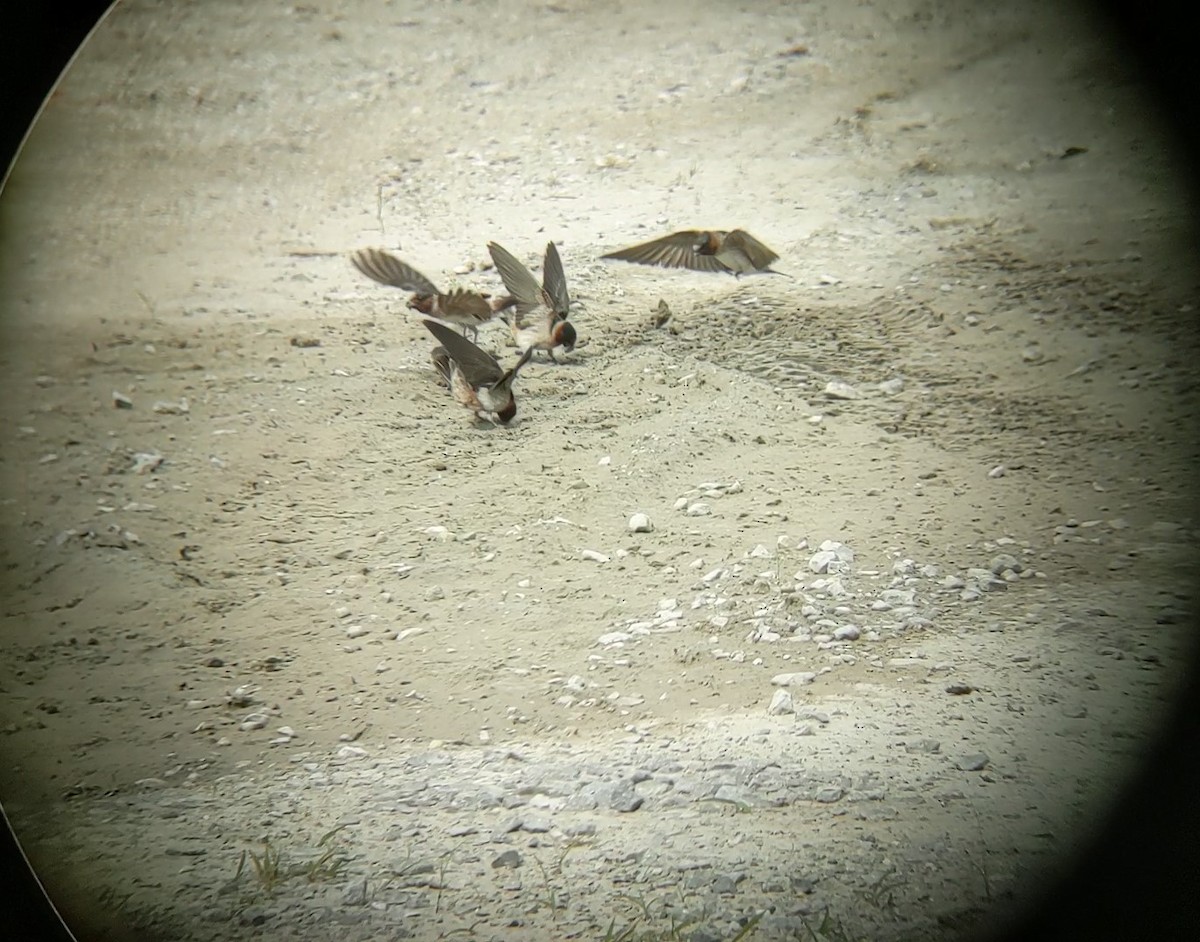 Cliff Swallow - ML350067451