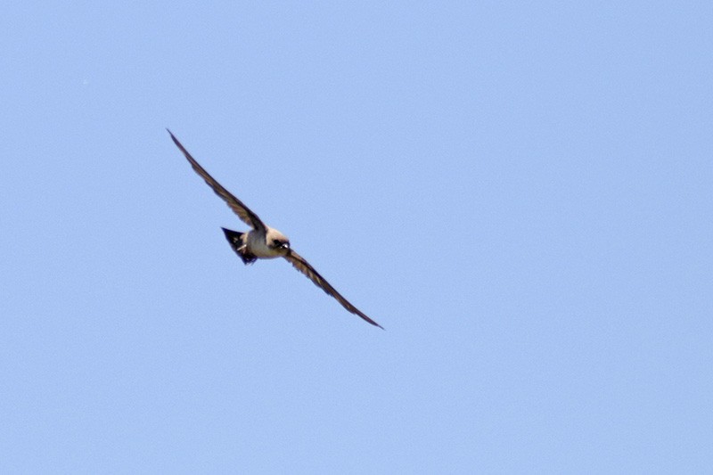 Eurasian Crag-Martin - Francisco Barroqueiro