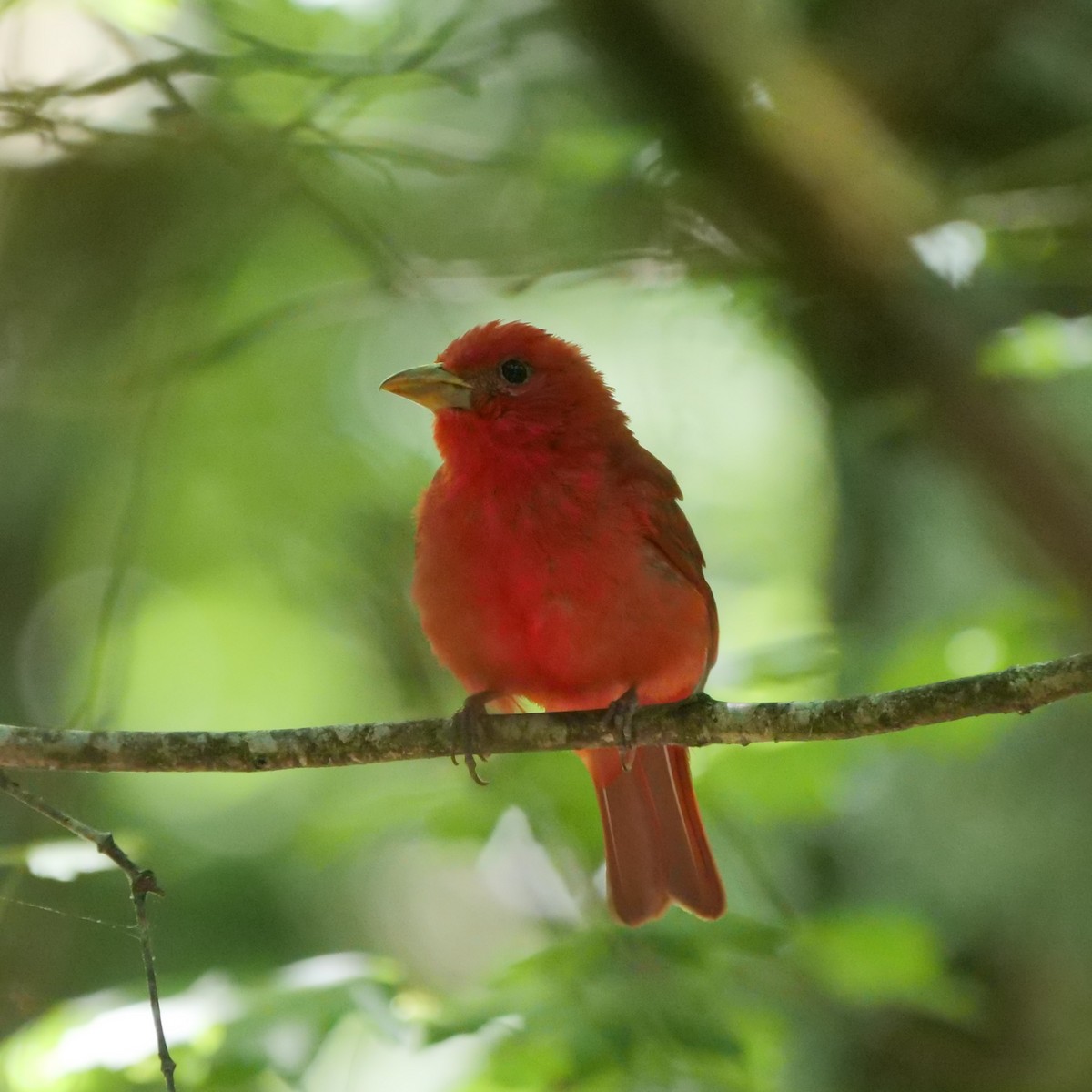 Summer Tanager - ML350068741